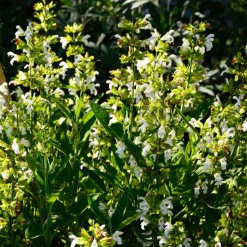 Sauge officinale Albiflora - Salvia officinalis