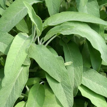 Salvia officinalis Elephant Ear