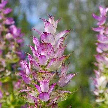 Salvia sclarea