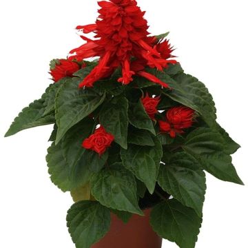 Salvia splendens Carambita