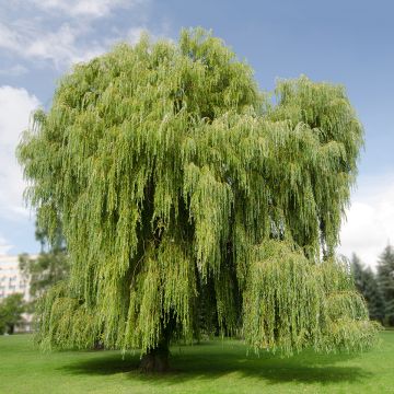 Salix  alba (sepulcralis) Tristis