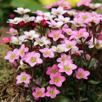 Saxifraga Irish