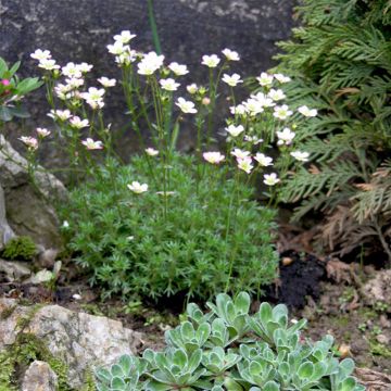 Saxifraga arendsii Adebar - Gazon Turc