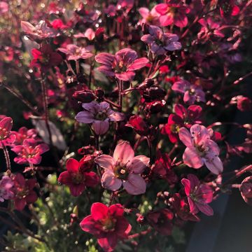 Saxifraga arendsii Purpurteppich