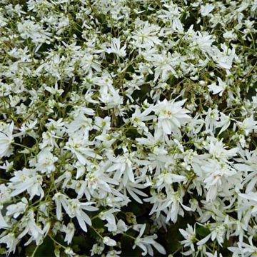 Saxifraga cortusifolia Shiranami