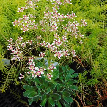 Saxifraga cotyledon Southside Seedling - Saxifrage des montagnes