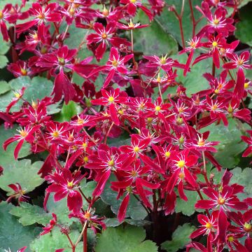 Saxifraga fortunei Beni Tsukasa