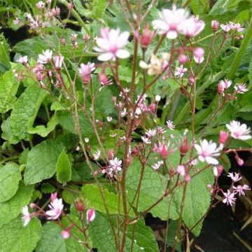 Saxifraga umbrosa Clarence Elliott