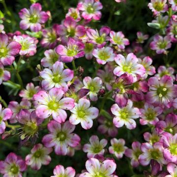 Saxifraga arendsii Pixie