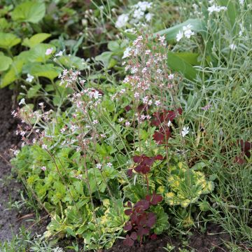 Saxifraga x urbium Aureopunctata