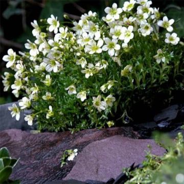 Saxifraga arendsii Pixie White