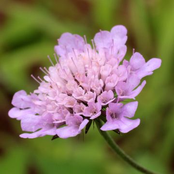 Scabiosa columbaria Pincushion Pink