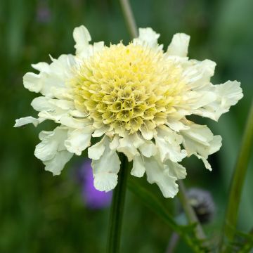 Scabiosa ochroleuca