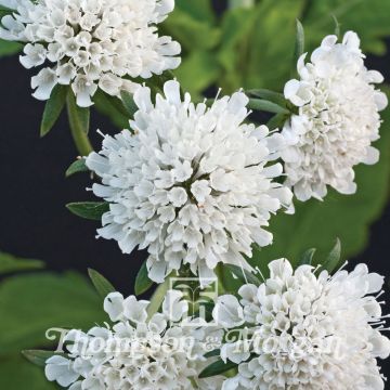 Scabiosa drakensbergensis