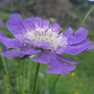 Scabiosa caucasica Kompliment