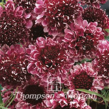 Scabiosa Beaujolais Bonnets