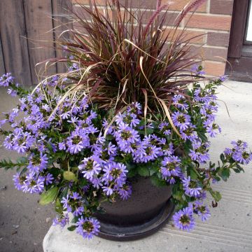 Scaevola aemula Surdiva Blue