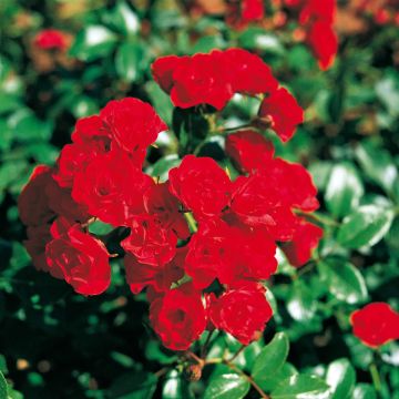 Rosa  Scarlet Meillandecor 'Meikrotal' - Weeping Rose