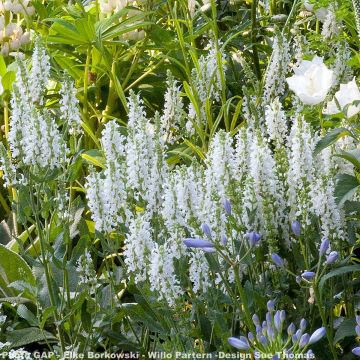 Salvia nemorosa Schneehügel - Woodland Sage