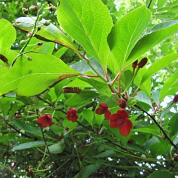 Schisandra chinensis