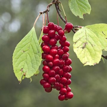 Schisandra chinensis Sadova N°1