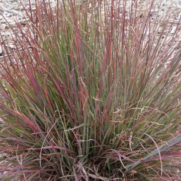 Schizachyrium scoparium Colorado