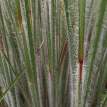 Schizachyrium scoparium Ha Ha Tonka