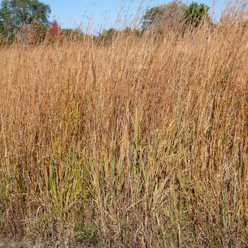 Schizachyrium scoparium Wild West