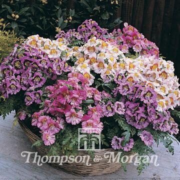 Schizanthus Dwarf Bouquet Mixed Seeds - Poor Mans Orchid Mix