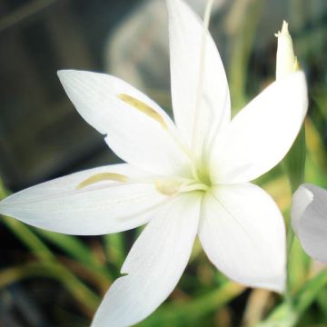 Schizostylis coccinea Alba, Lis des Cafres