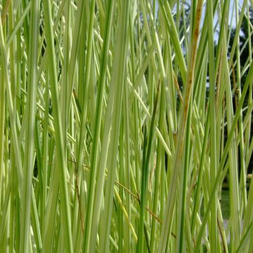 Schoenoplectus lacustris subsp. tabernaemontani Albescens