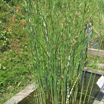 Schoenoplectus lacustris subsp tabernaemontani Zebrinus