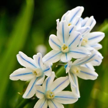 Scilla mischtschenkoana 'Tubergeniana'