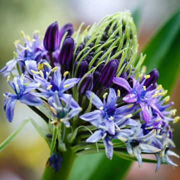 Scilla peruviana 