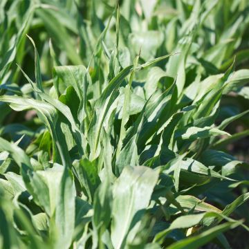 Organic Russian Giant Black Scorzonera - Ferme de Sainte Marthe seeds
