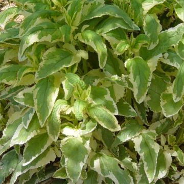 Scrophularia auriculata Variegata - Scrofulaire à oreillettes panachée