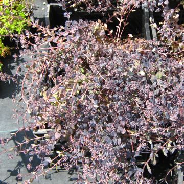 Sedum Bertram Anderson - Autumn Stonecrop