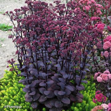 Sedum SunSparkler Blue Pearl - Stonecrop