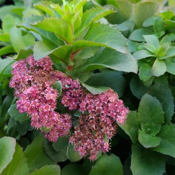 Sedum telephium Double Martini - Autumn Stonecrop