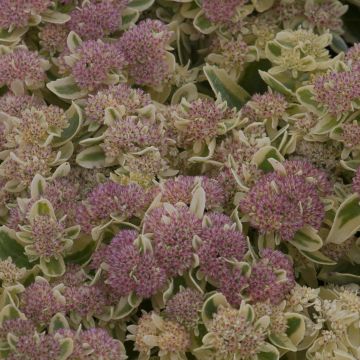 Sedum spectabile Frosted Fire - Autumn Stonecrop