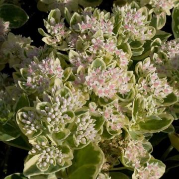 Sedum Frosty Morn - Autumn Stonecrop