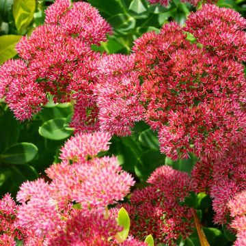 Sedum Herbstfreude - Orpin d'Automne