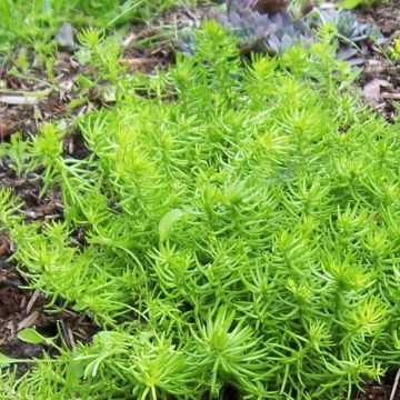 Sedum Lemon Ball - Stonecrop