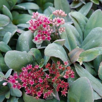 Sedum telephium Marina - Autumn Stonecrop