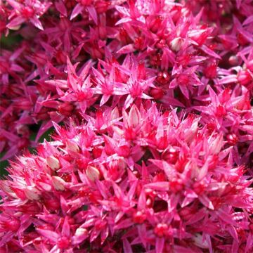 Sedum Mr Goodbud - Autumn Stonecrop