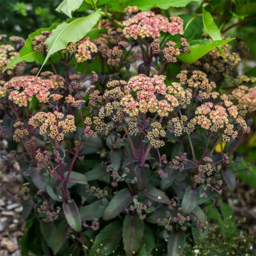 Sedum spectabile Orange Xenox - Autumn Stonecrop