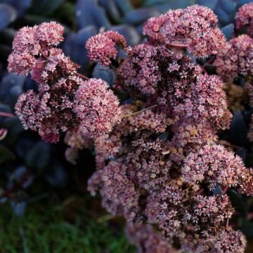 Sedum spectabile Purple Emperor - Autumn Stonecrop