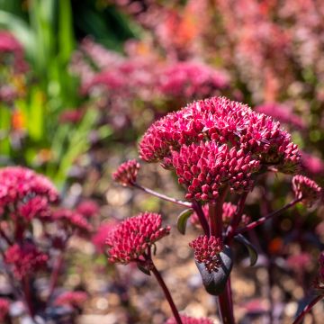 Sedum Red Cauli - Autumn Stonecrop