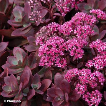 Sedum SunSparkler Firecracker - Stonecrop