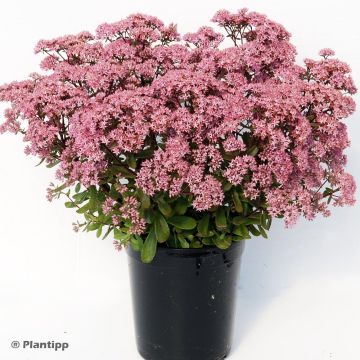 Sedum SunSparkler Jade Tuffet - Stonecrop